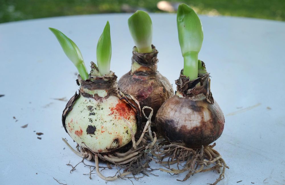 conseils et astuces pour réussir la culture du Bulbe oignon à planter