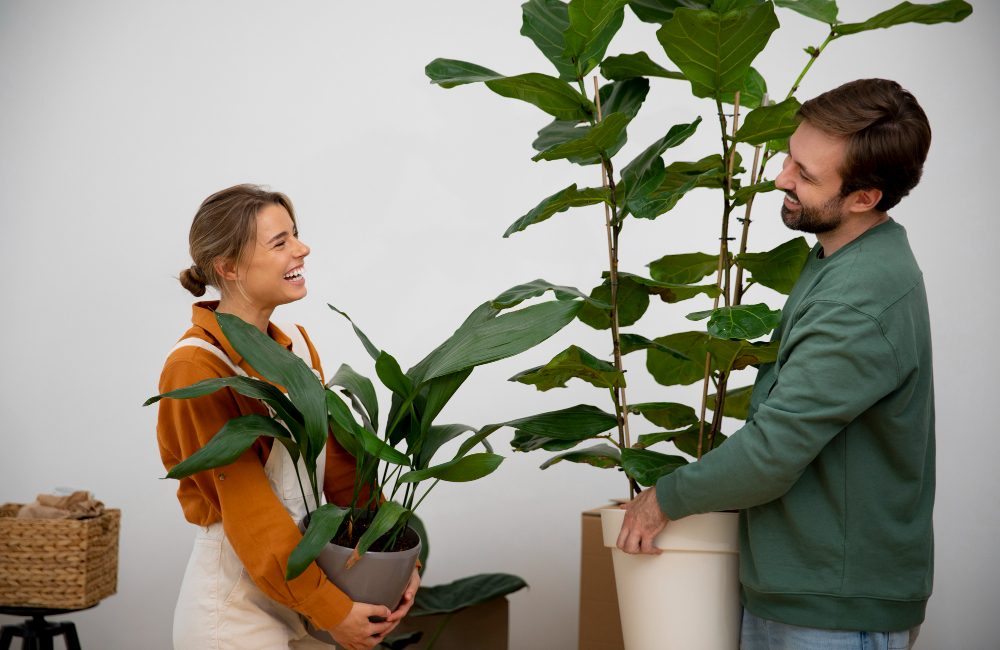 plante à choisir pour pousser à l'ombre à l'intérieur de la maison